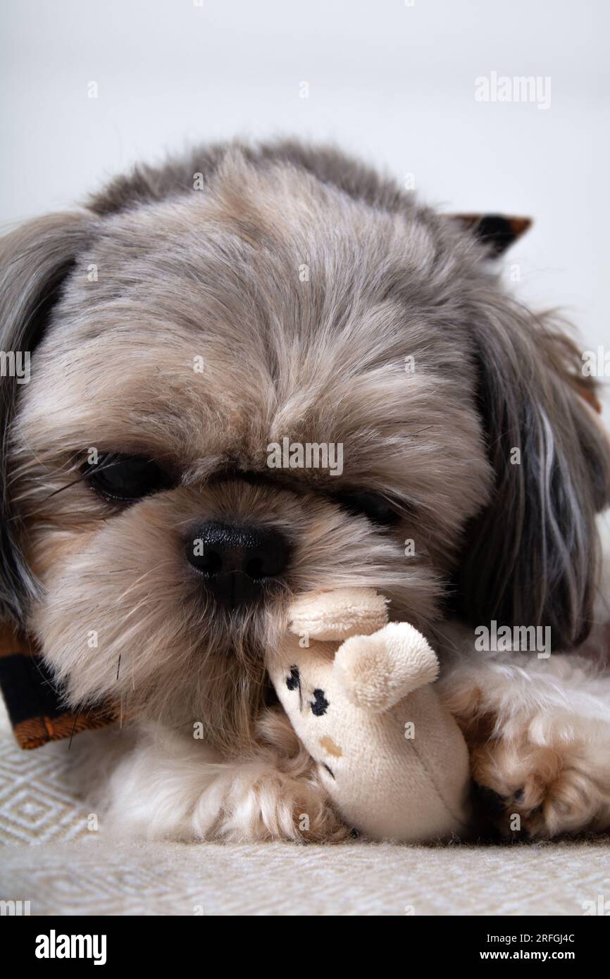 foto di un cane che tiene tra i denti un peluche Foto Stock