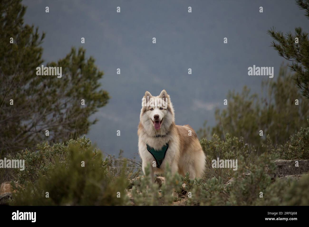 Ritratto del bellissimo cane Husky siberiano Foto Stock