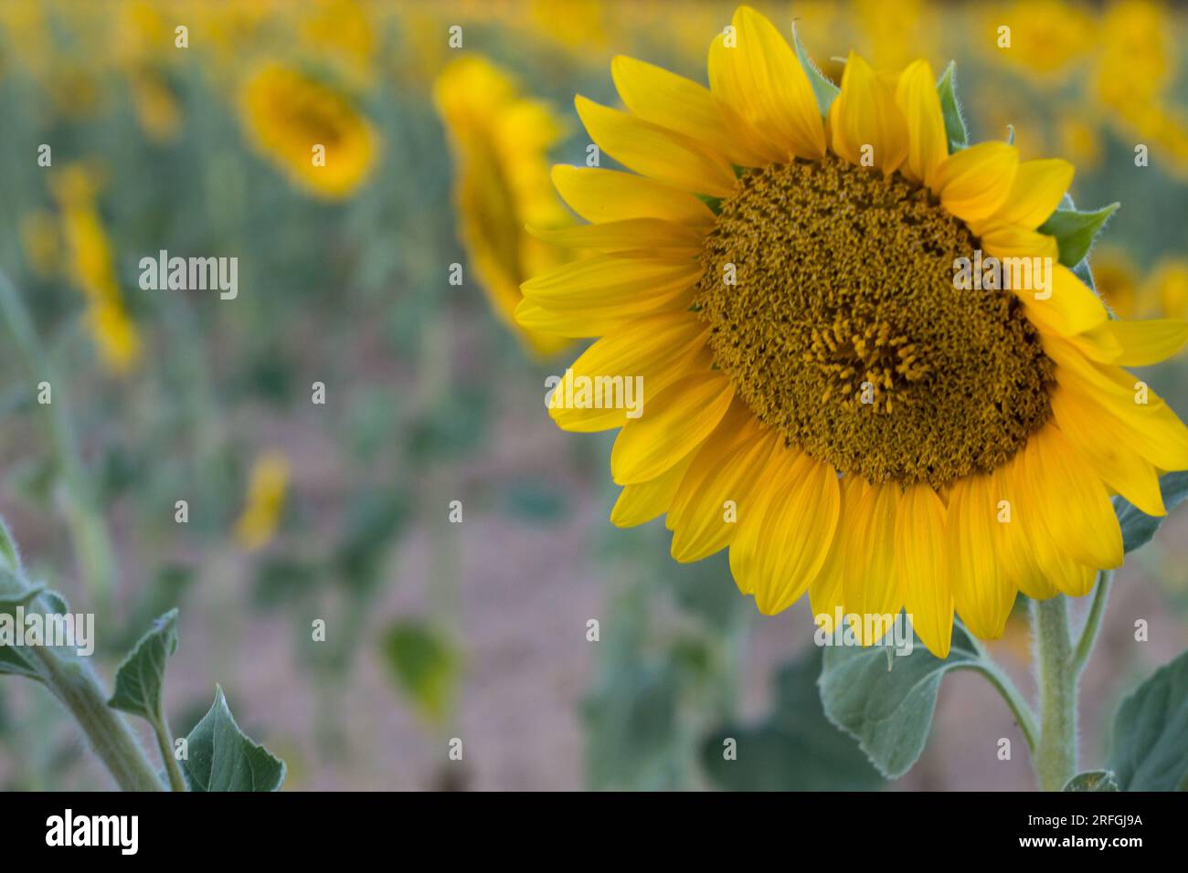 Girasole in primo piano e campo di girasoli sullo sfondo fuori fuoco Foto Stock