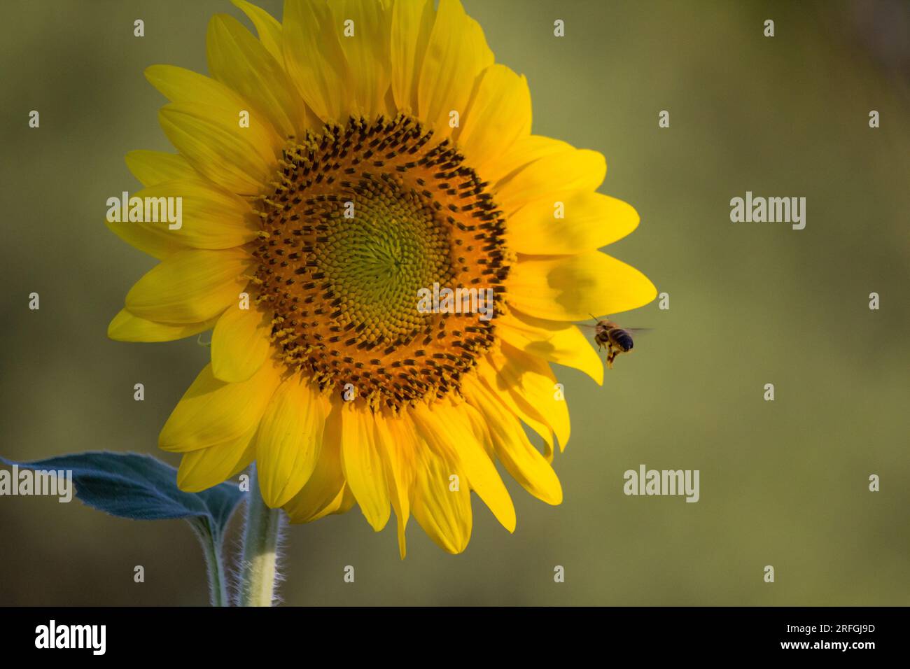 Primo piano dei girasoli con luce arancione all'alba Foto Stock