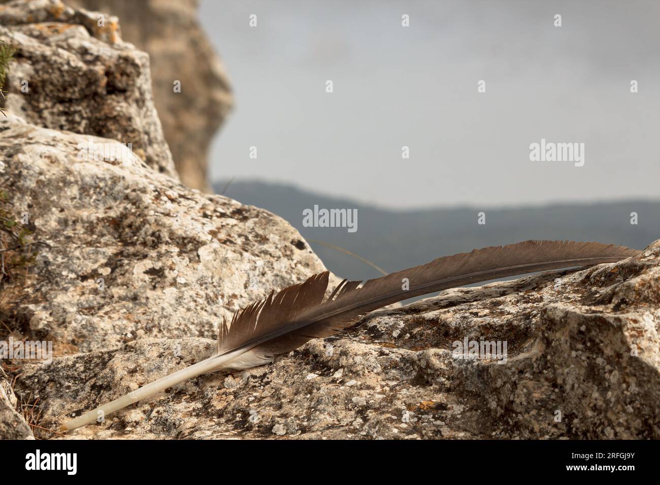 Piuma di Gyps fulvus (Griffon Vulture) con bokeh di paesaggio nuvoloso nell'Alt de les Pedreres di Alcoy, Spagna Foto Stock