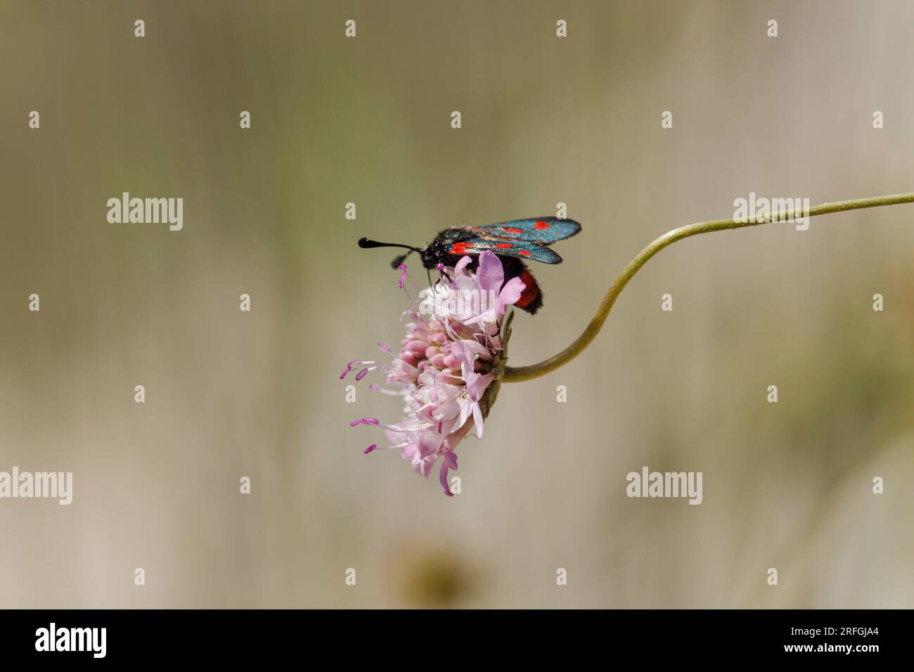 Moth Zygaena trifolii su un fiore scabiosa dai toni rosa e dai riflessi bluastri del sole sulle ali Foto Stock