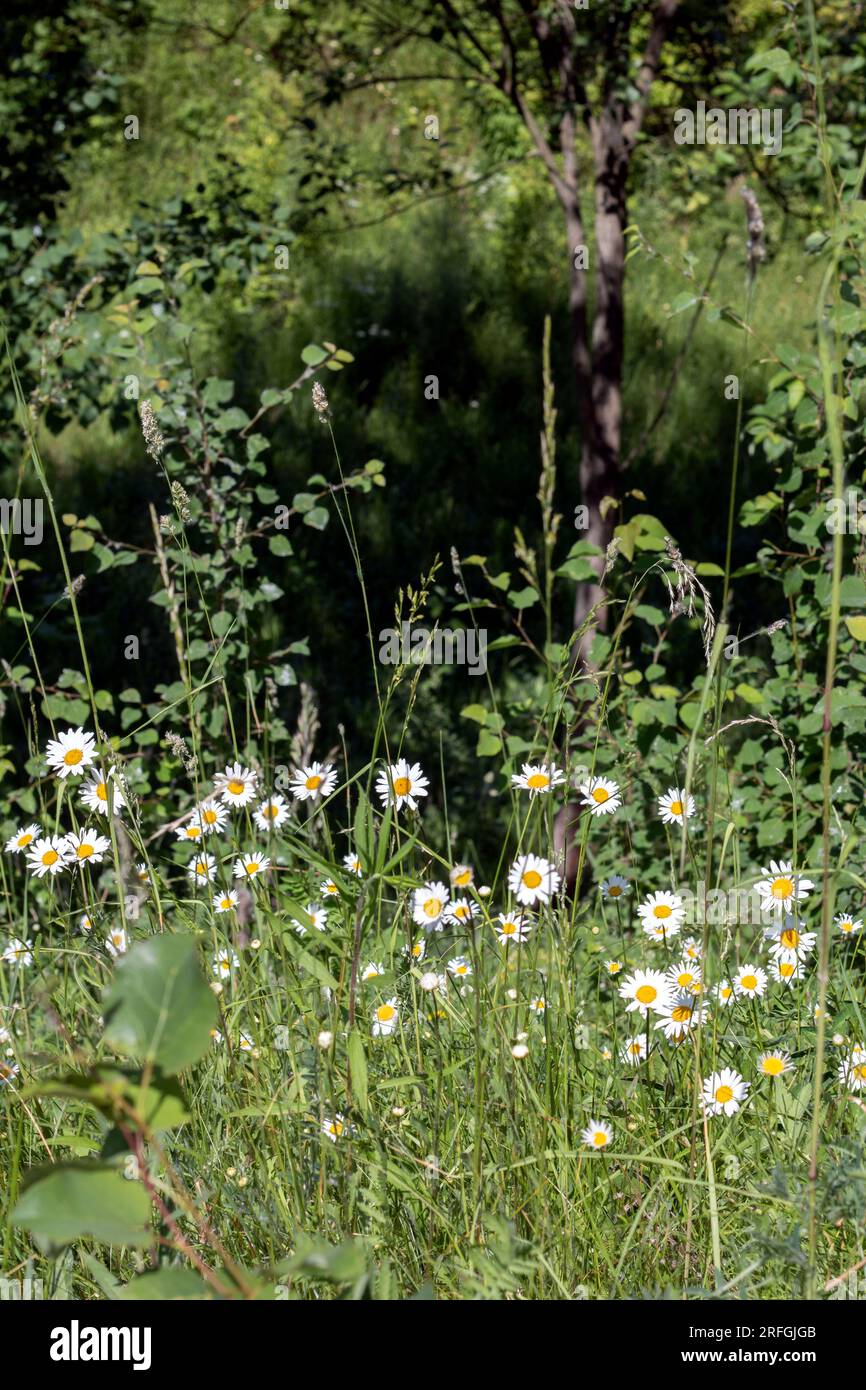 foto di molte camomille in fiore nel campo, camomilla, testa di fiore, foto verticale Foto Stock