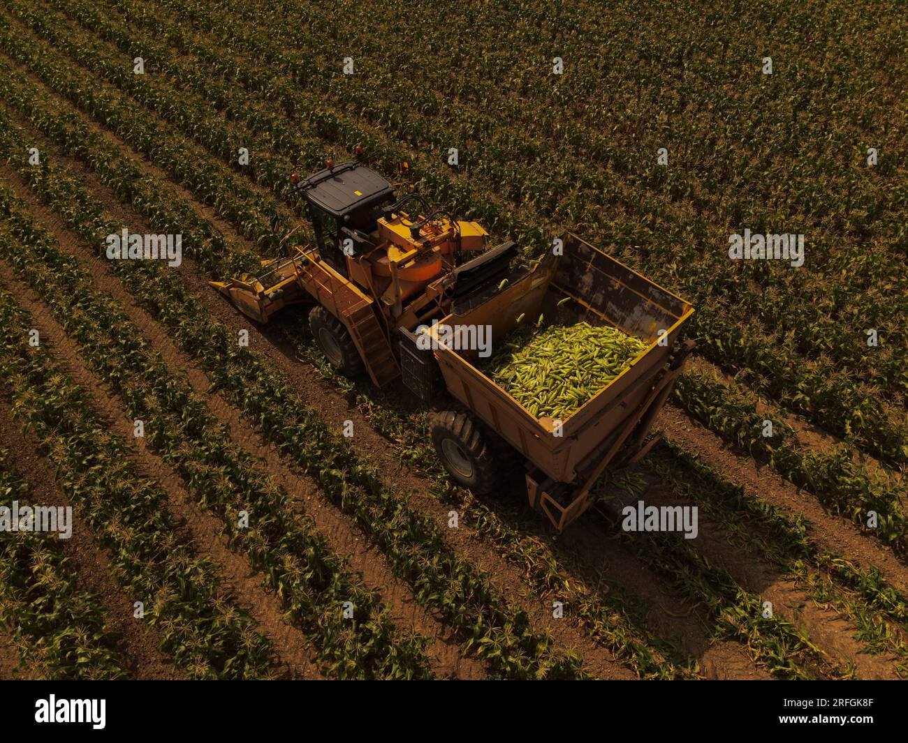 Una mietitrice di mais Oxbo raccoglie un campo di granturco dolce, con il mais lavorato visibile nella tramoggia. Foto Stock