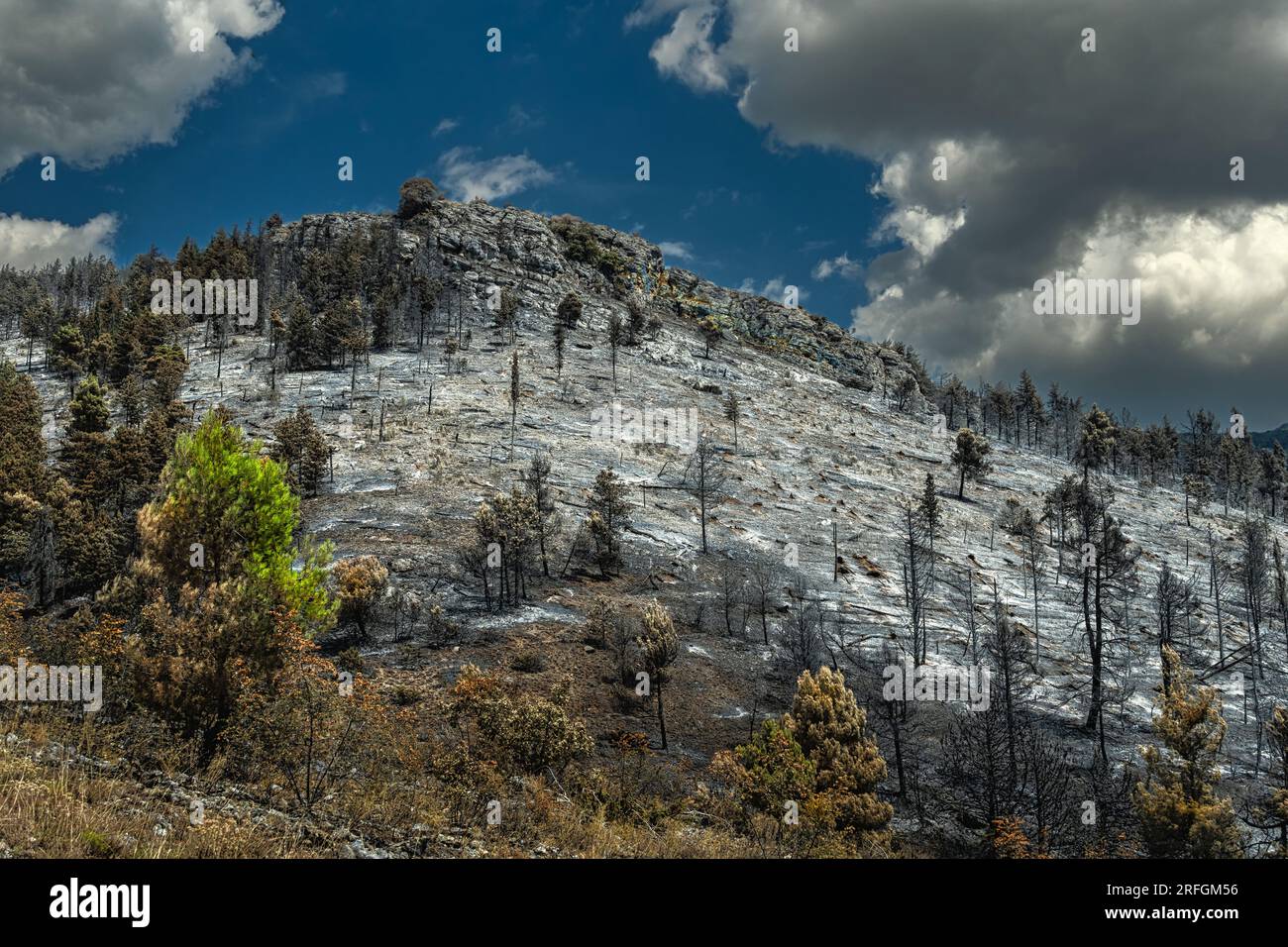 ciò che rimane della foresta dopo l'incendio nelle montagne Foto Stock