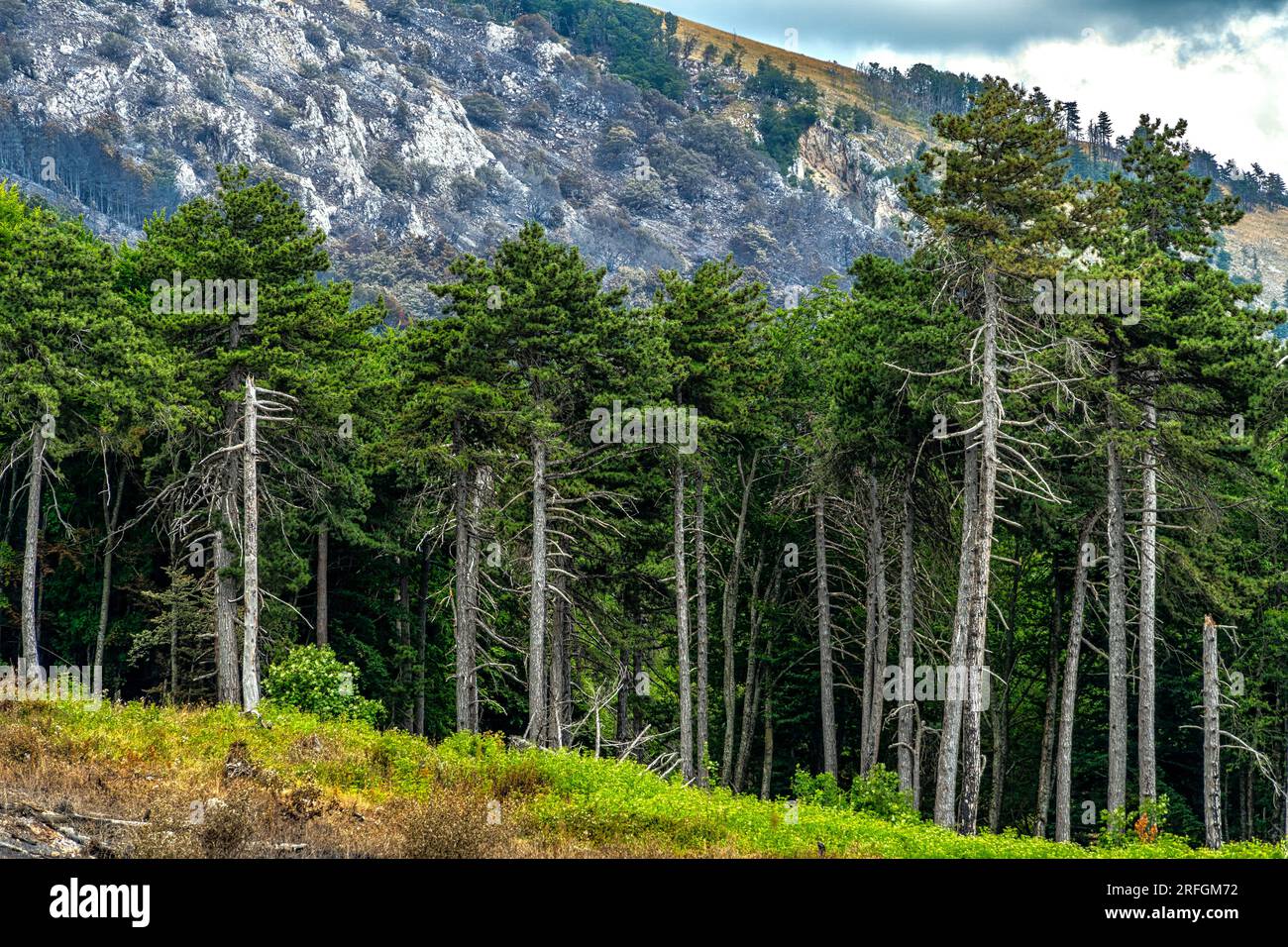 La foresta di pini sopravvisse alla forza distruttiva del fuoco dopo un incendio boschivo su larga scala. Parco nazionale della Maiella. Foto Stock