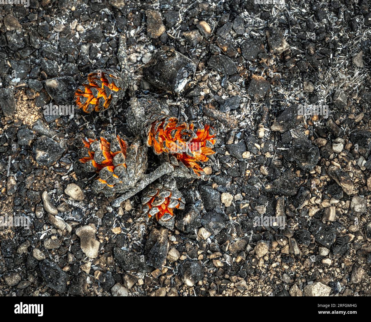 ciò che rimane della foresta dopo l'incendio nelle montagne. I coni di pino bruciano sulla pineta Foto Stock