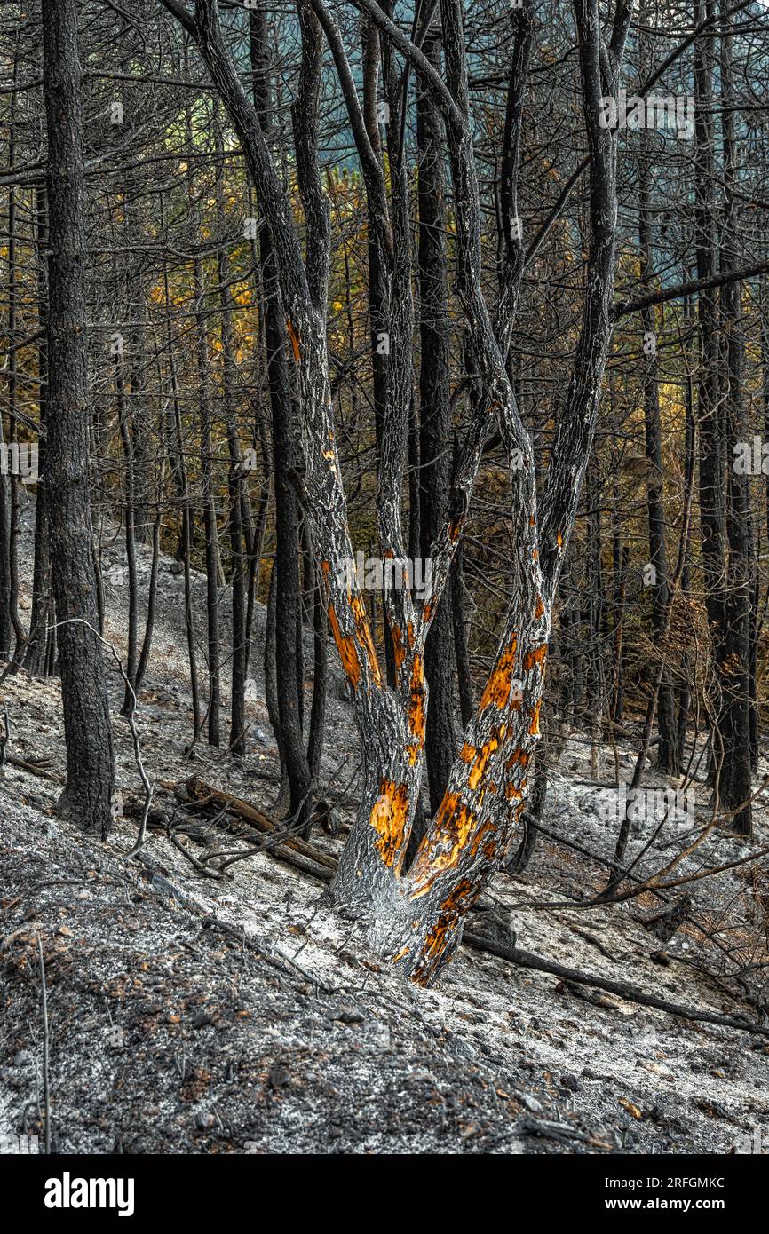 ciò che rimane della foresta dopo l'incendio nelle montagne Foto Stock