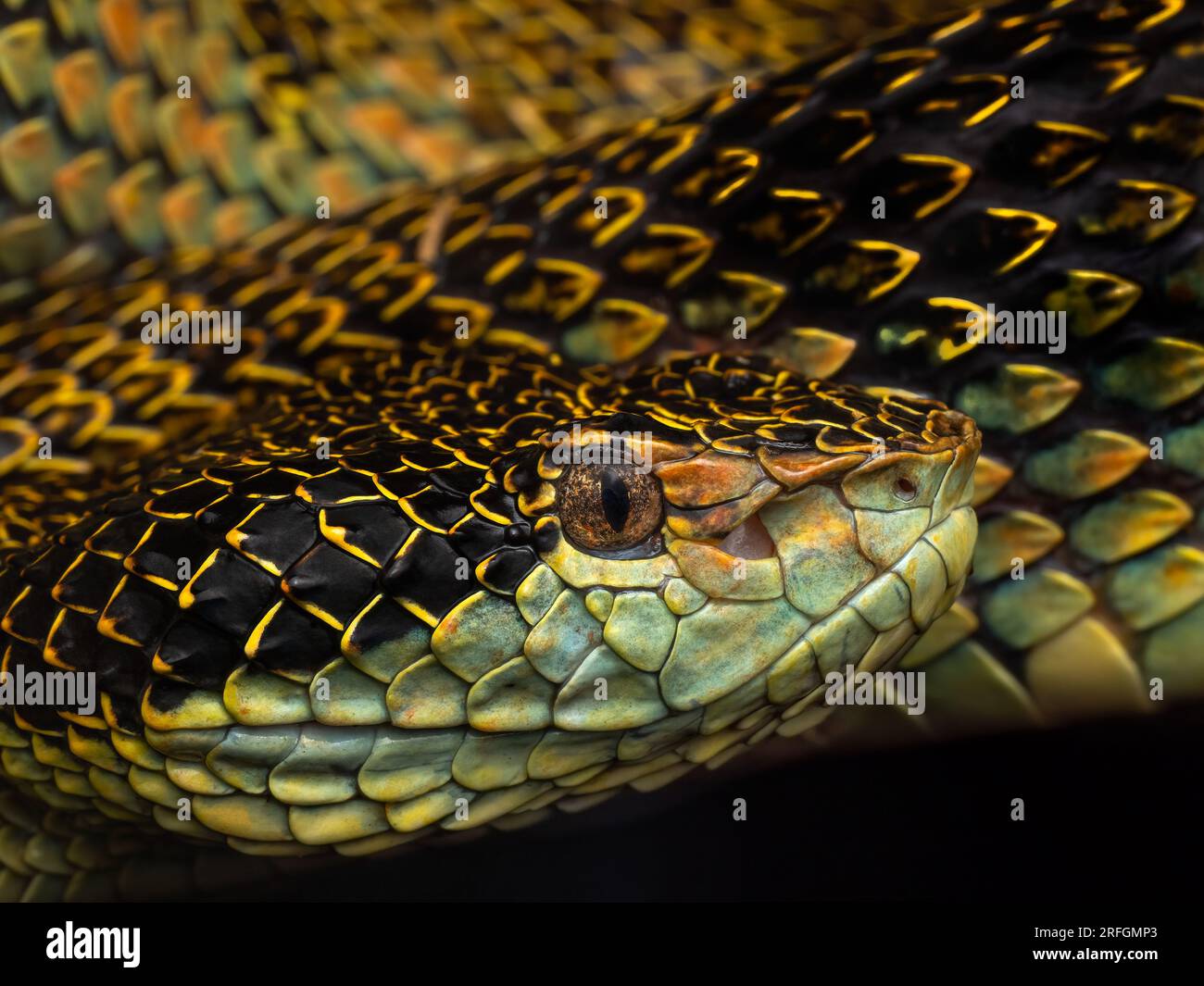 Ritratto di una vipera di Anamalai (Craspedocephalus anamallensis) da Munnar, Kerala, India Foto Stock