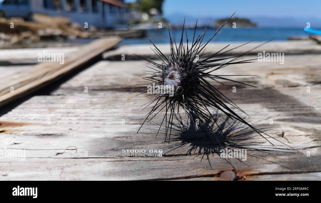 NAFPLIO: RICCI DI MARE DA SUEZ A KARATHONA BEACH Foto Stock