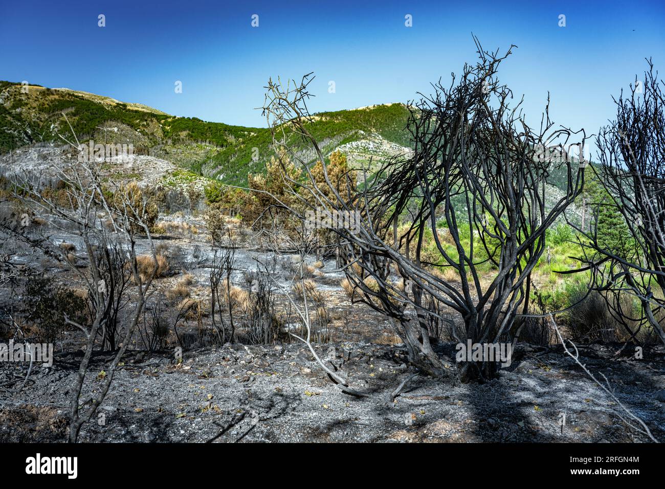 ciò che rimane della foresta dopo l'incendio nelle montagne Foto Stock