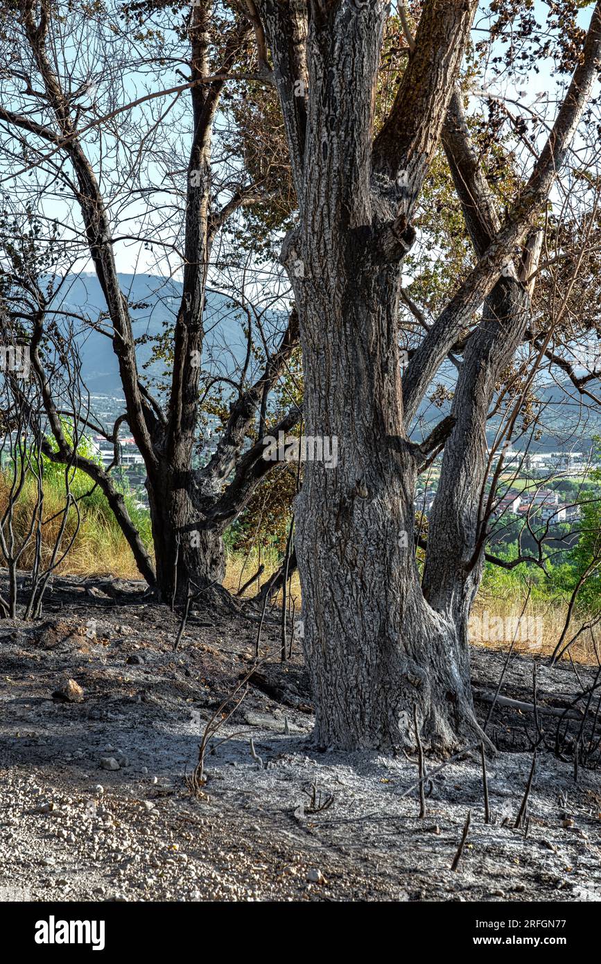 ciò che rimane della foresta dopo l'incendio nelle montagne Foto Stock