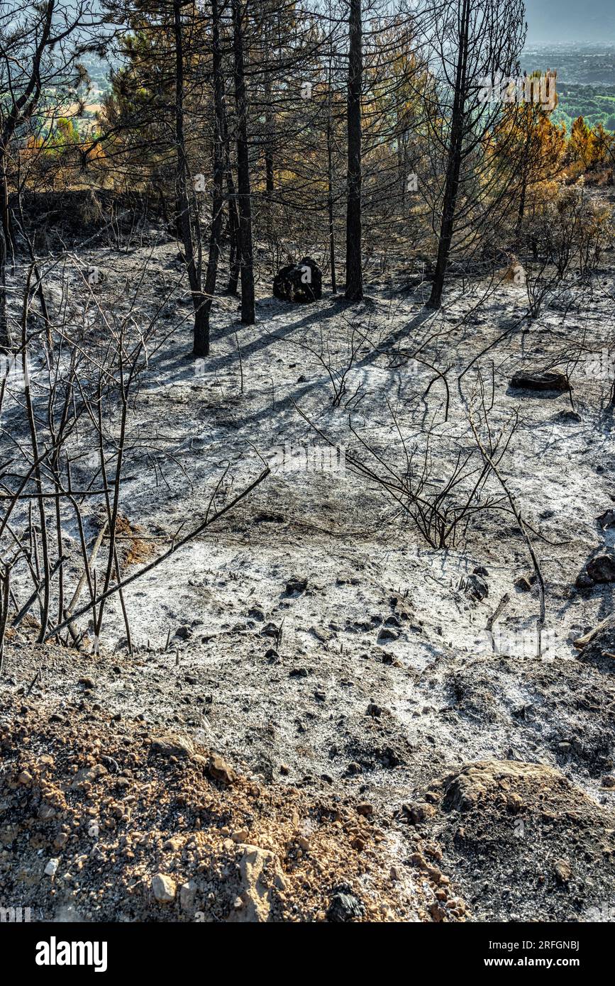 ciò che rimane della foresta dopo l'incendio nelle montagne Foto Stock