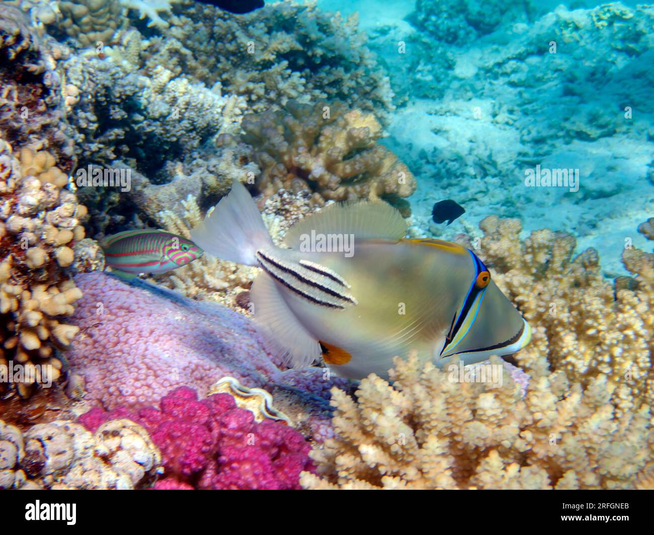 Laguna di Picasso triggerfish (Rhinecanthus aculeatus), foto sott'acqua nel Mar Rosso Foto Stock