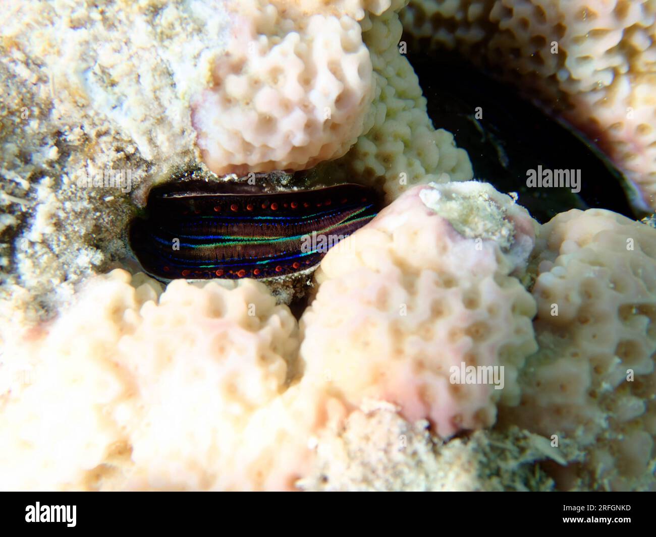 Ostrica corallina dalle labbra blu - (Pedum spondyloideum), foto subacquea nel Mar Rosso Foto Stock