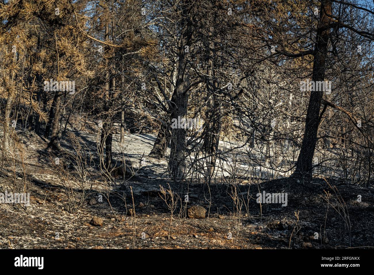 ciò che rimane della foresta dopo l'incendio nelle montagne Foto Stock