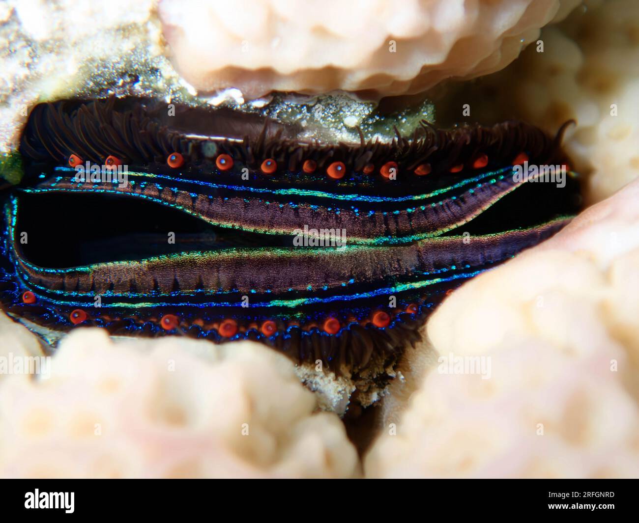 Ostrica corallina dalle labbra blu - (Pedum spondyloideum), foto subacquea nel Mar Rosso Foto Stock
