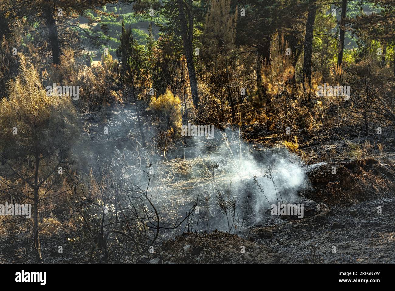 Fumo e fiamme nella foresta dopo l'incendio nelle montagne Foto Stock