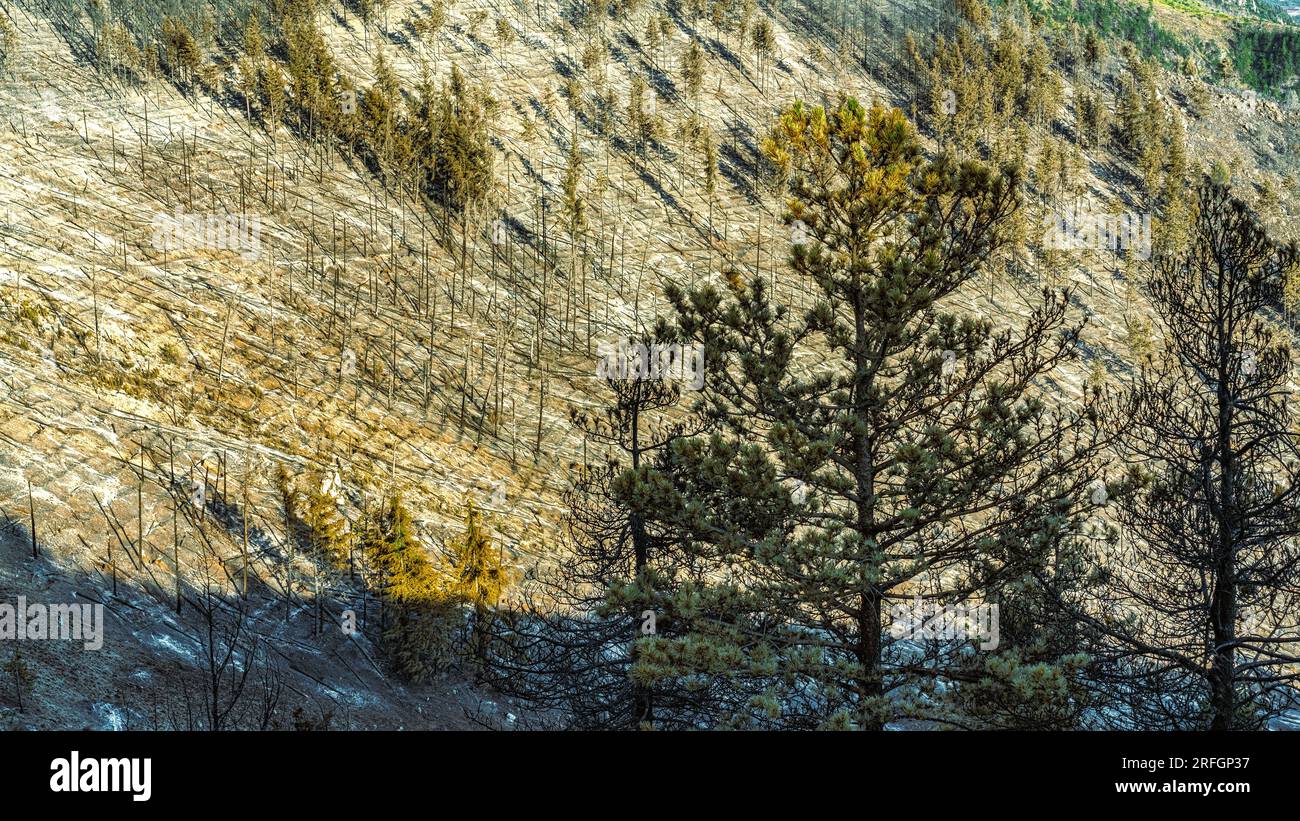 ciò che rimane della foresta dopo l'incendio nelle montagne Foto Stock