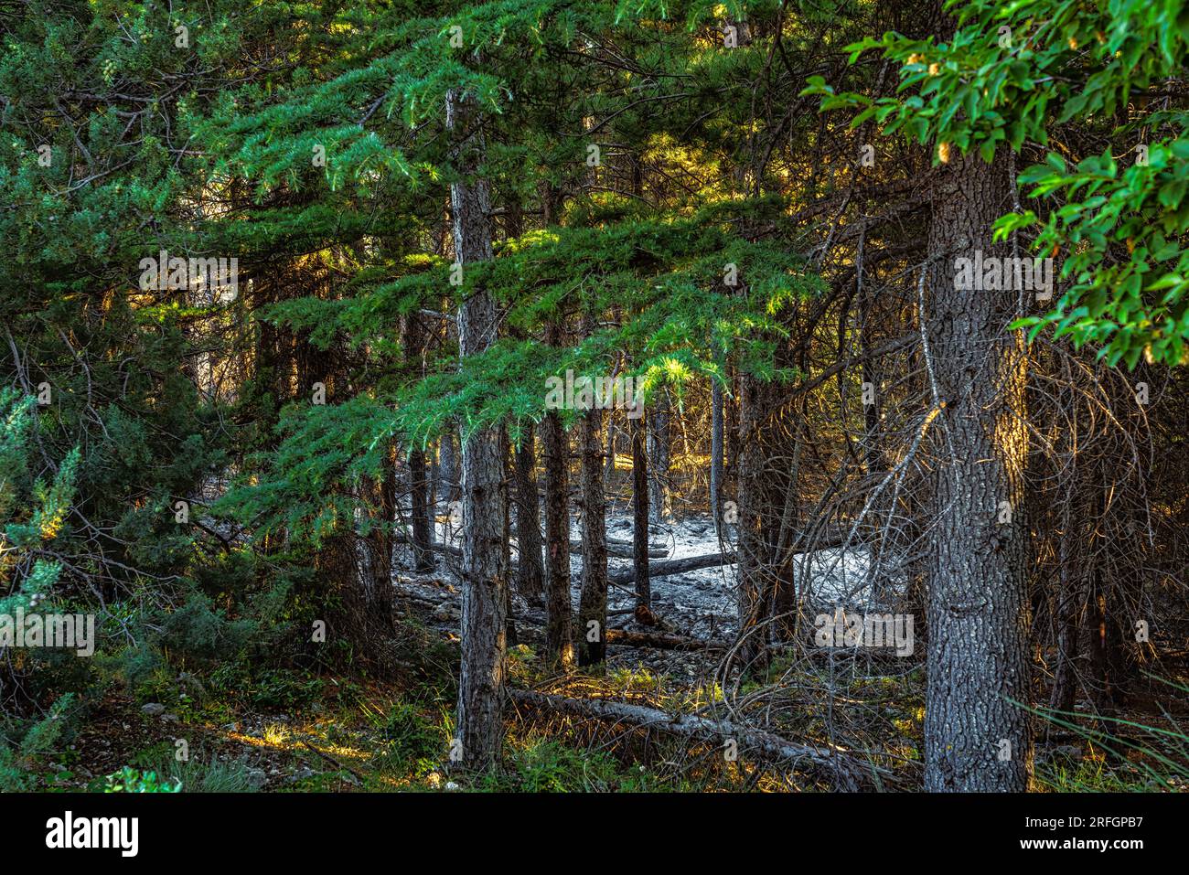 la foresta sopravvissuta all'incendio Foto Stock