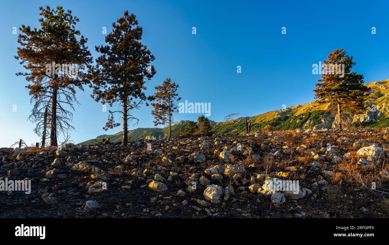 ciò che rimane della foresta dopo l'incendio nelle montagne Foto Stock