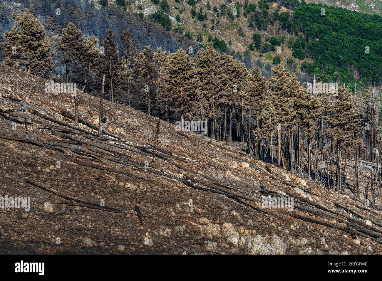 ciò che rimane della foresta dopo l'incendio nelle montagne Foto Stock