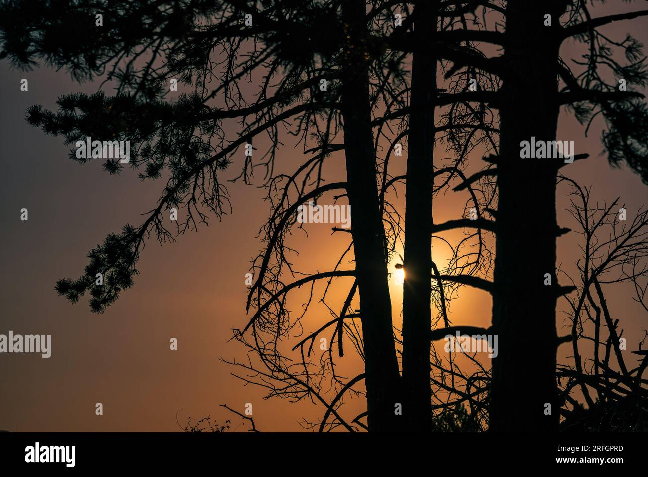 Silhouette di pini bruciati con tramonto incandescente sullo sfondo Foto Stock