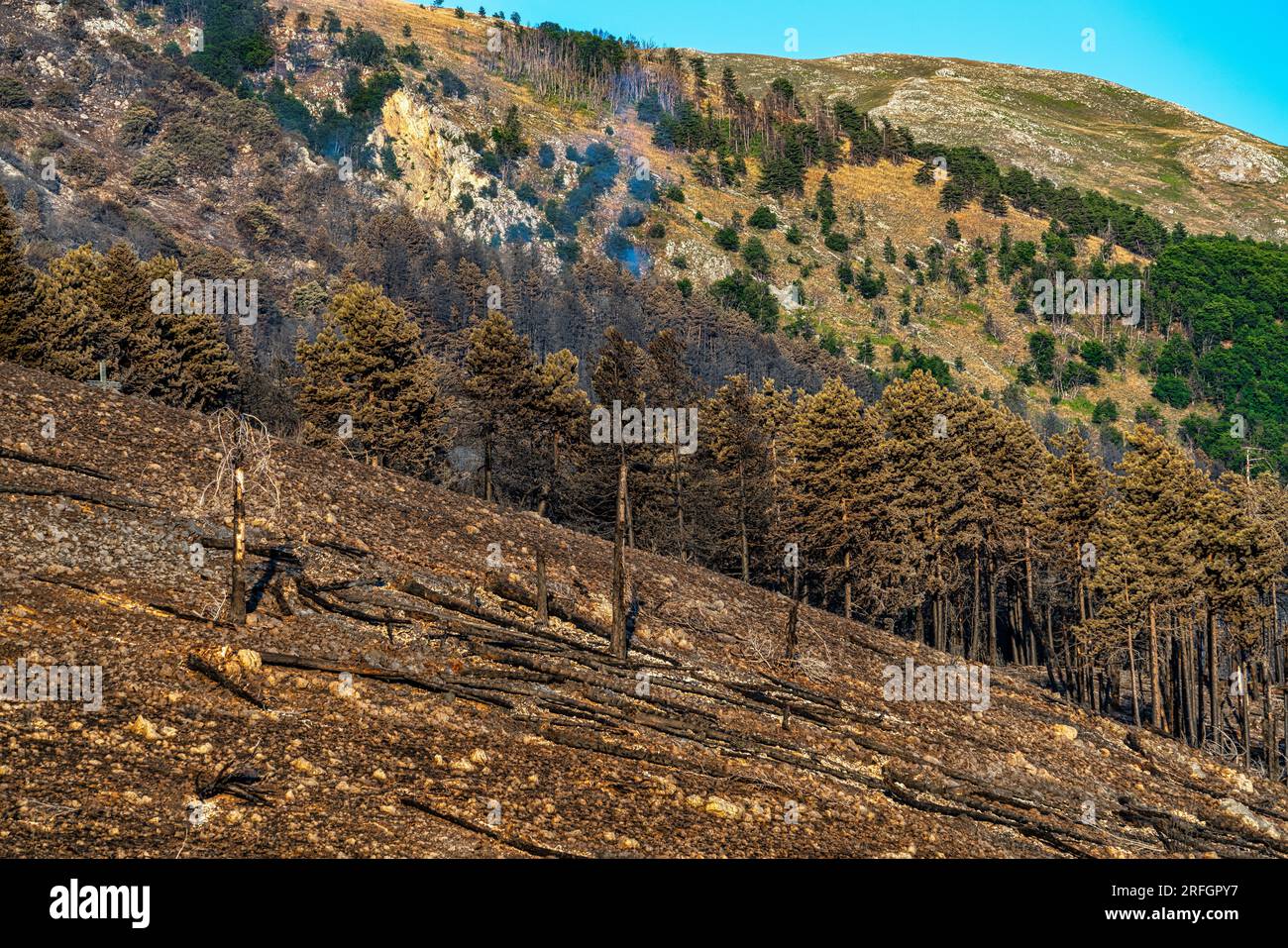 ciò che rimane della foresta dopo l'incendio nelle montagne Foto Stock