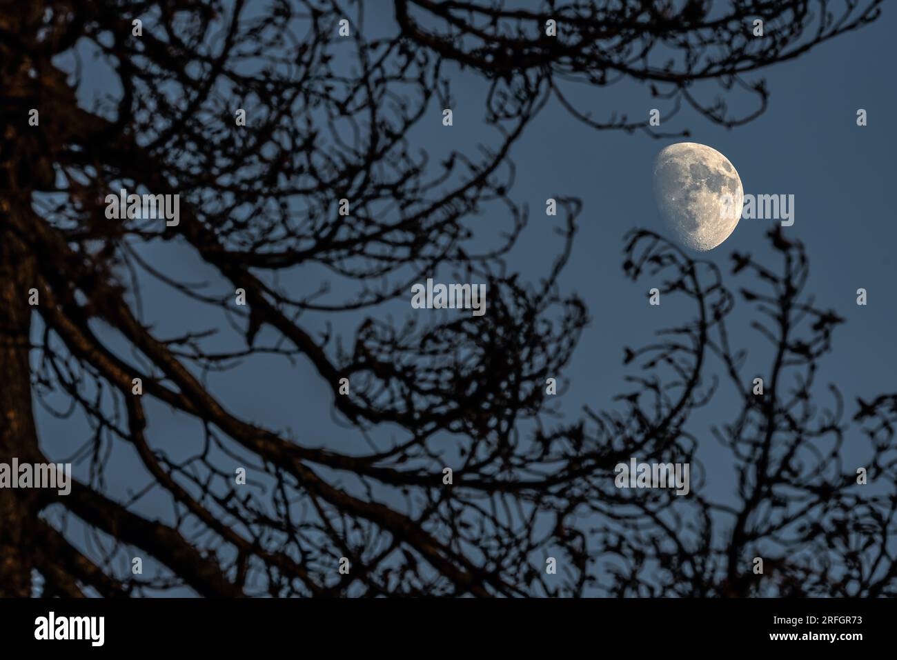 La luna sbircia attraverso i rami bruciati di un antico pino Foto Stock