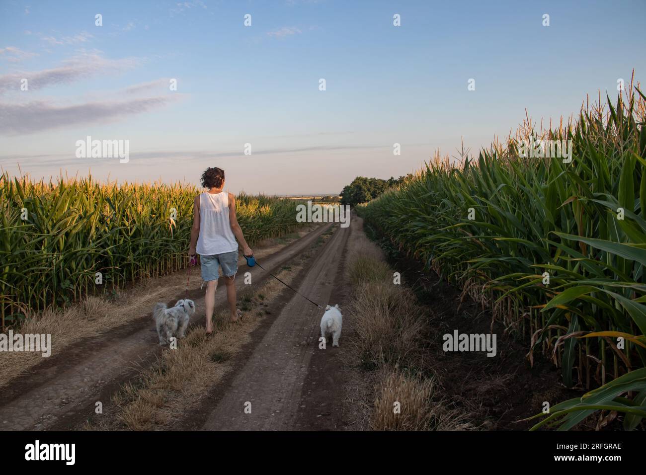 Giovane donna che cammina nella natura con due piccoli cani bianchi al guinzaglio. Amicizia e amicizia tra gli esseri umani e gli animali domestici Foto Stock