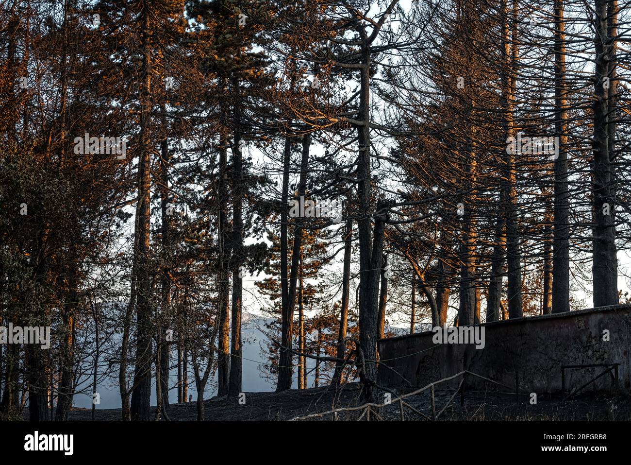 ciò che rimane della foresta dopo l'incendio nelle montagne Foto Stock