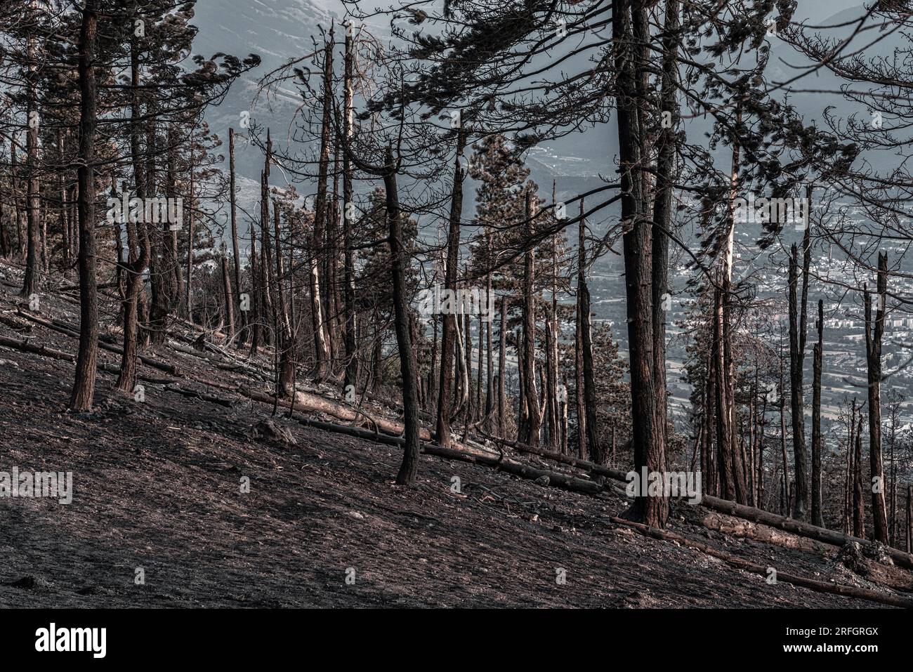 ciò che rimane della foresta dopo l'incendio nelle montagne Foto Stock