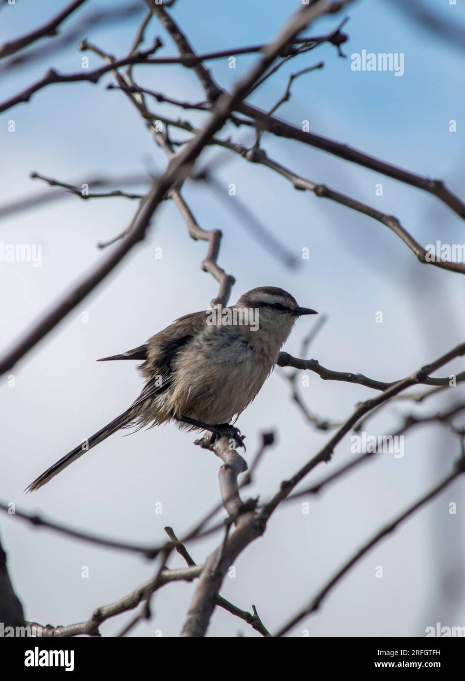 Mimus saturninus. prendere in giro un uccello sui rami di un albero autunnale Foto Stock