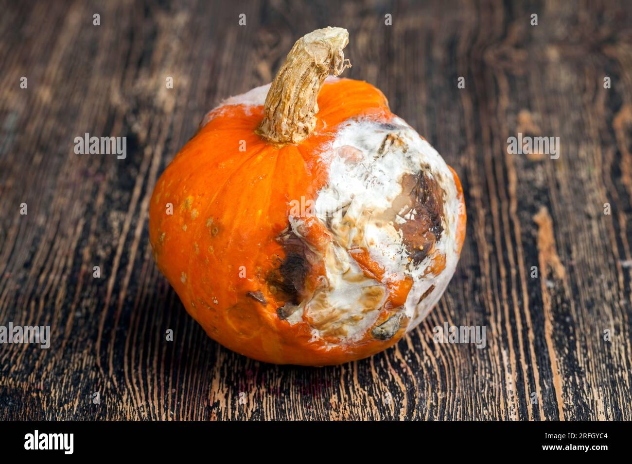 la zucca è viziata e ricoperta da una grande quantità di muffa e tracce di marciume, viziata e pericolosa per la salute marcisce la zucca arancione Foto Stock