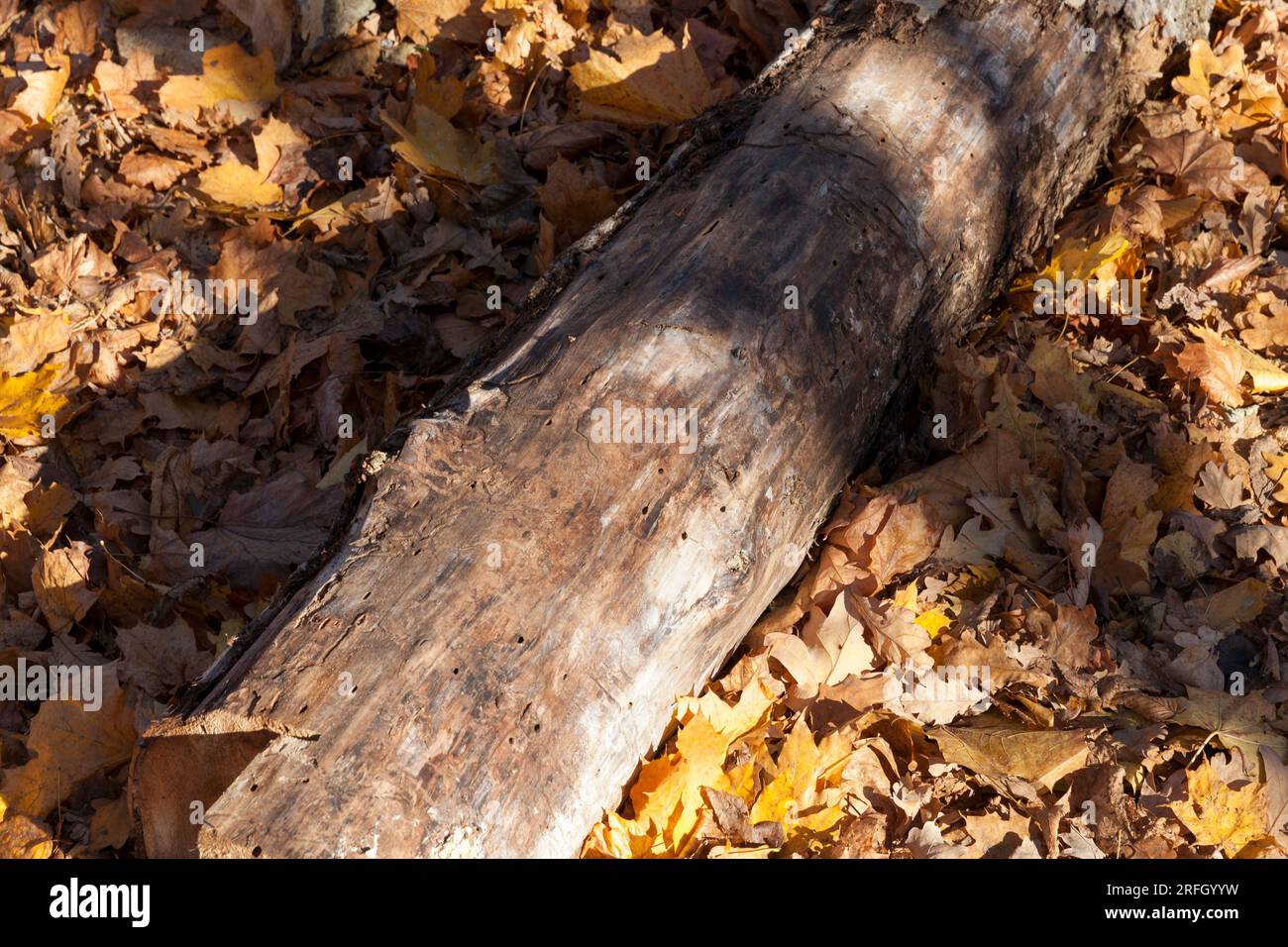 sfondo foglie gialle asciutte con un tronco a terra, filtro Foto Stock