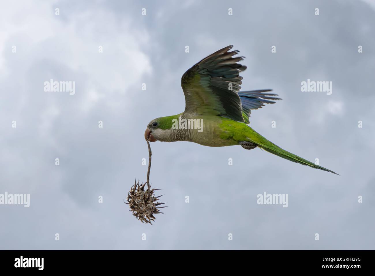 Il parakeet monaco vola con un fiore di cardo Foto Stock