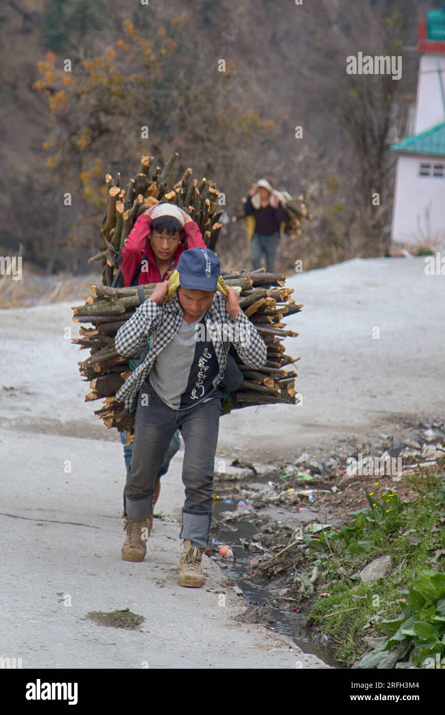 India, Himalaya - 16 marzo 2018: Gli Sherpa sottodimensionati trasportano grandi fasci di legna da ardere sulle spalle lungo una strada di montagna. Vita quotidiana degli indiani. Str Foto Stock