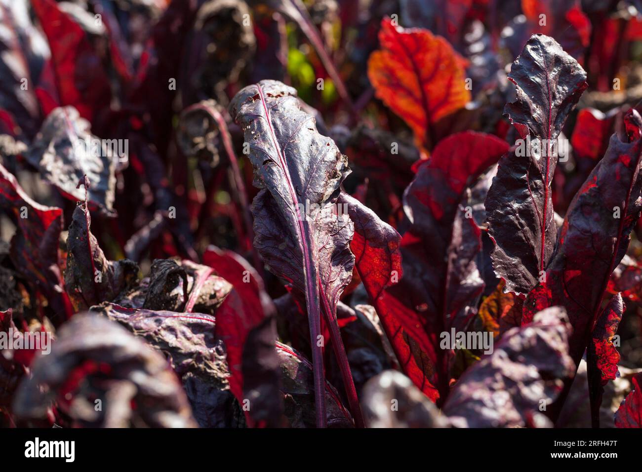 la barbabietola rossa cresce in un campo agricolo, la raccolta della barbabietola è rossa, per cucinare zuppe e borscht Foto Stock