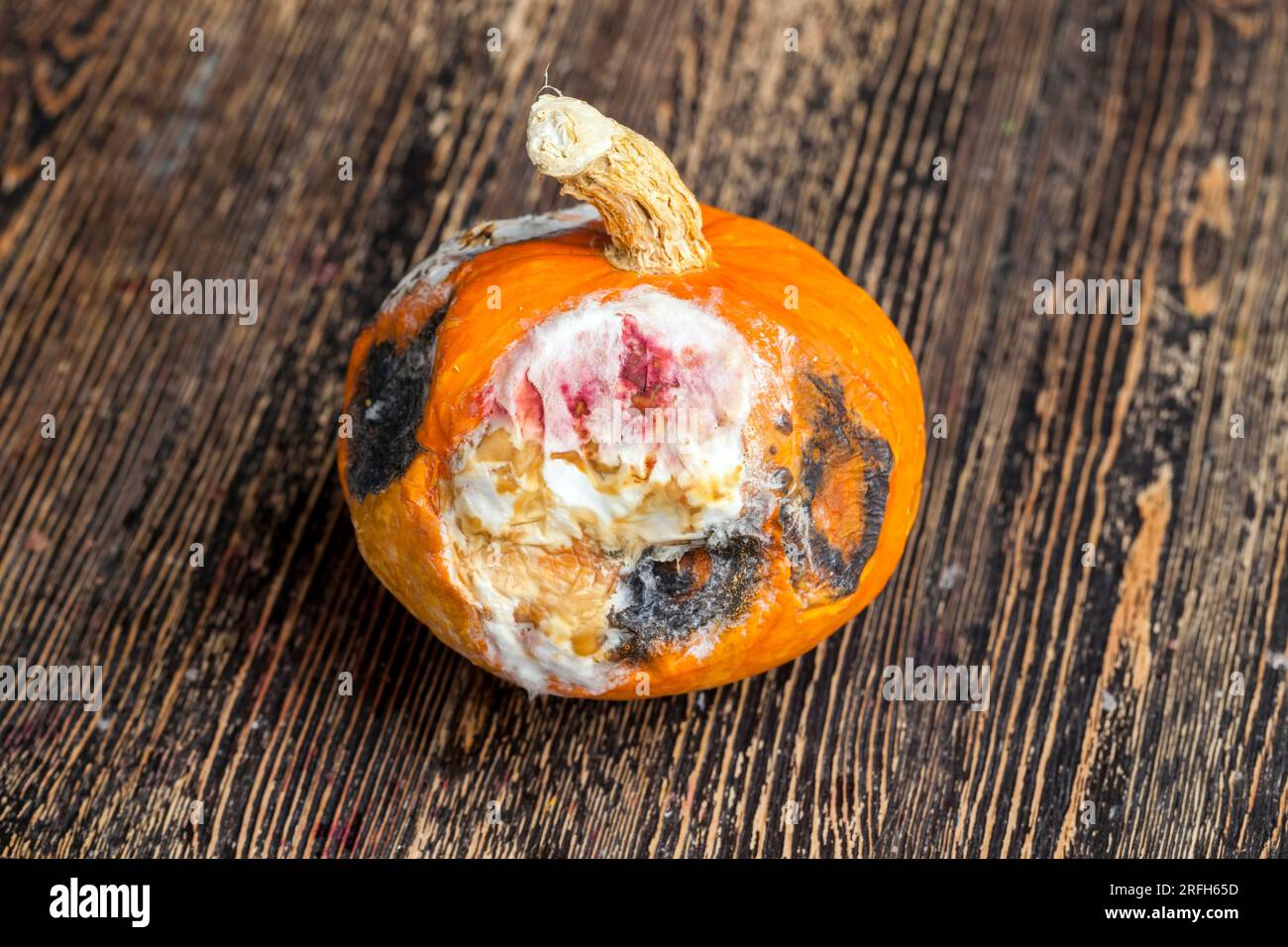 la zucca è viziata e ricoperta da una grande quantità di muffa e tracce di marciume, viziata e pericolosa per la salute marcisce la zucca arancione Foto Stock