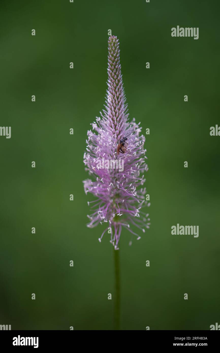 Plantago media, conosciuta come la piantagione di oario, è una specie di pianta fiorita della famiglia Plantaginaceae. Foto Stock