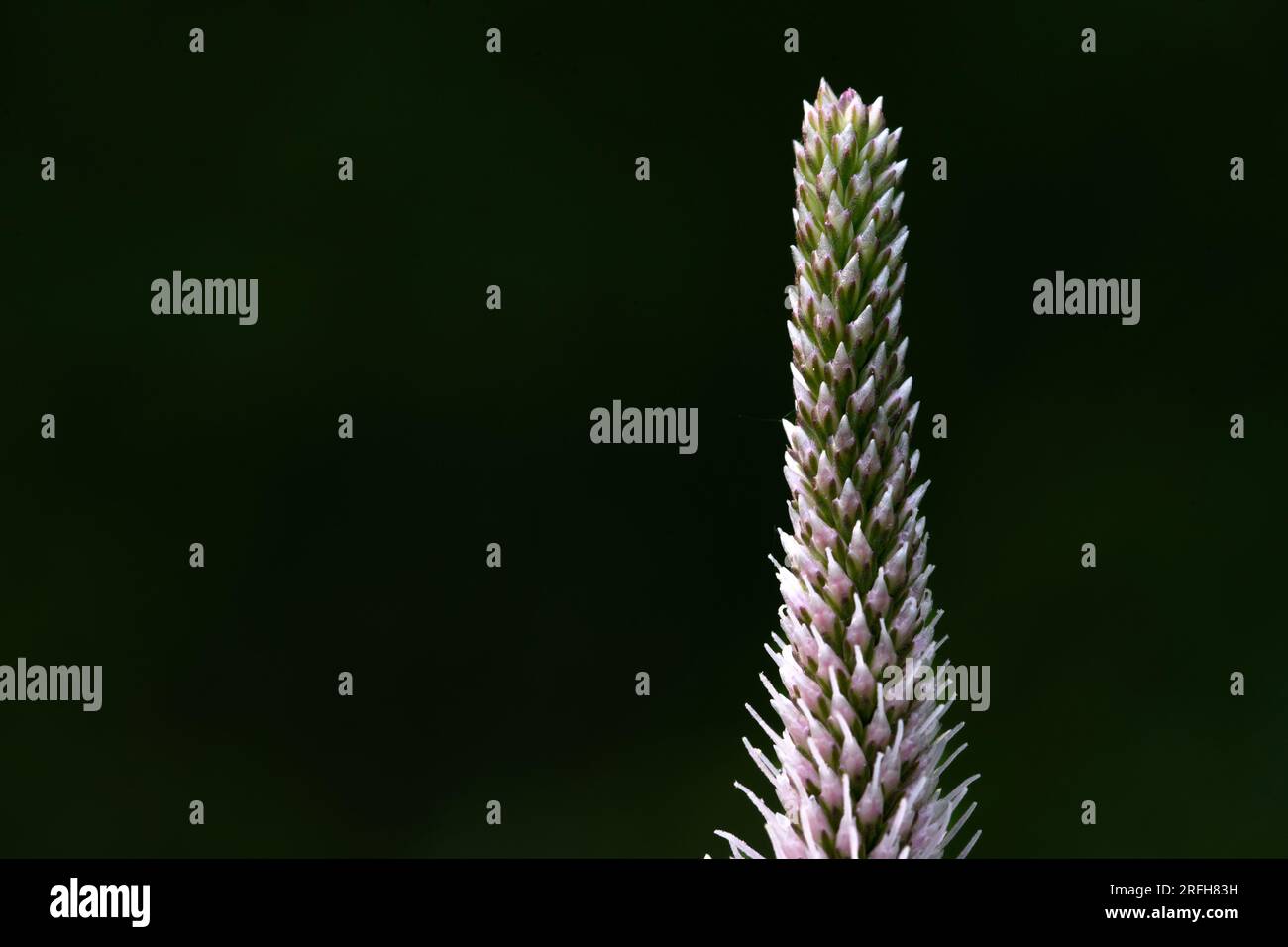 Plantago media, conosciuta come la piantagione di oario, è una specie di pianta fiorita della famiglia Plantaginaceae. Foto Stock