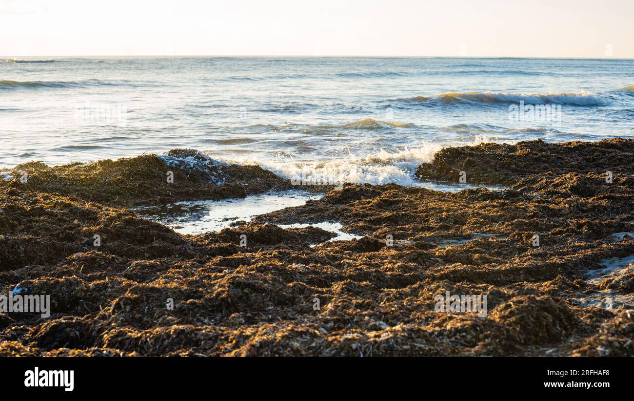 Onde su una spiaggia coperta di alghe sulla costa orientale della nuova Zelanda Foto Stock