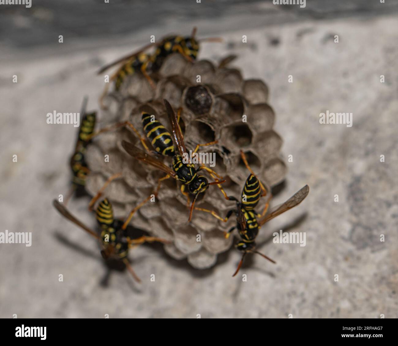 Elegant Wasp Nest: Meraviglia architettonica della natura Foto Stock