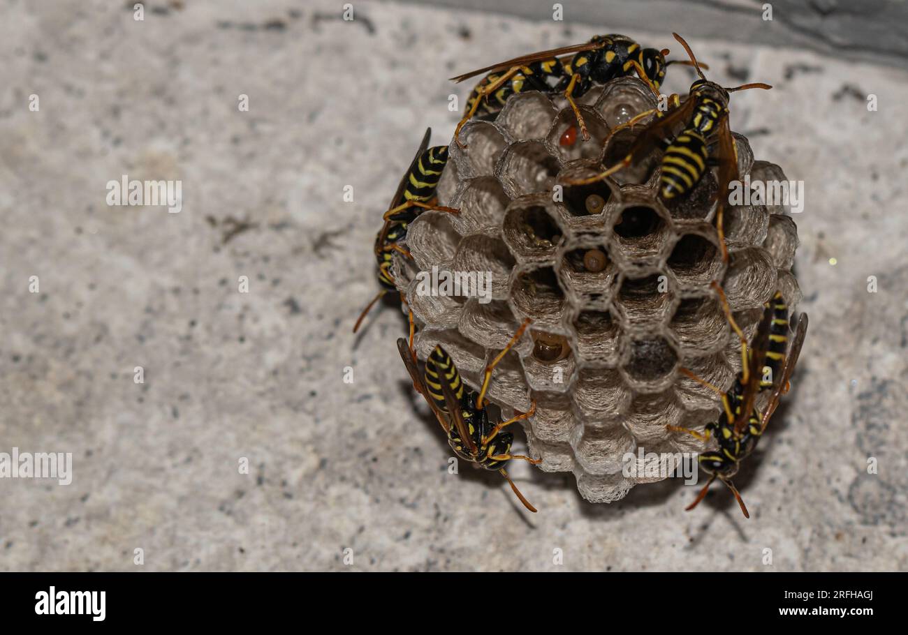 Elegant Wasp Nest: Meraviglia architettonica della natura Foto Stock