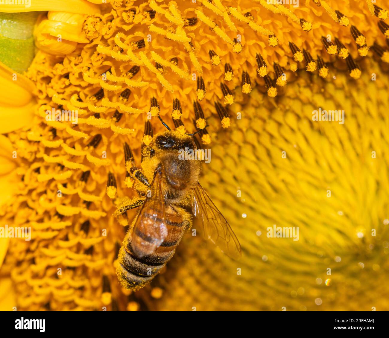 La danza della natura: Fai un'ape graziosamente in cerca del tesoro dorato di un girasole vibrante Foto Stock