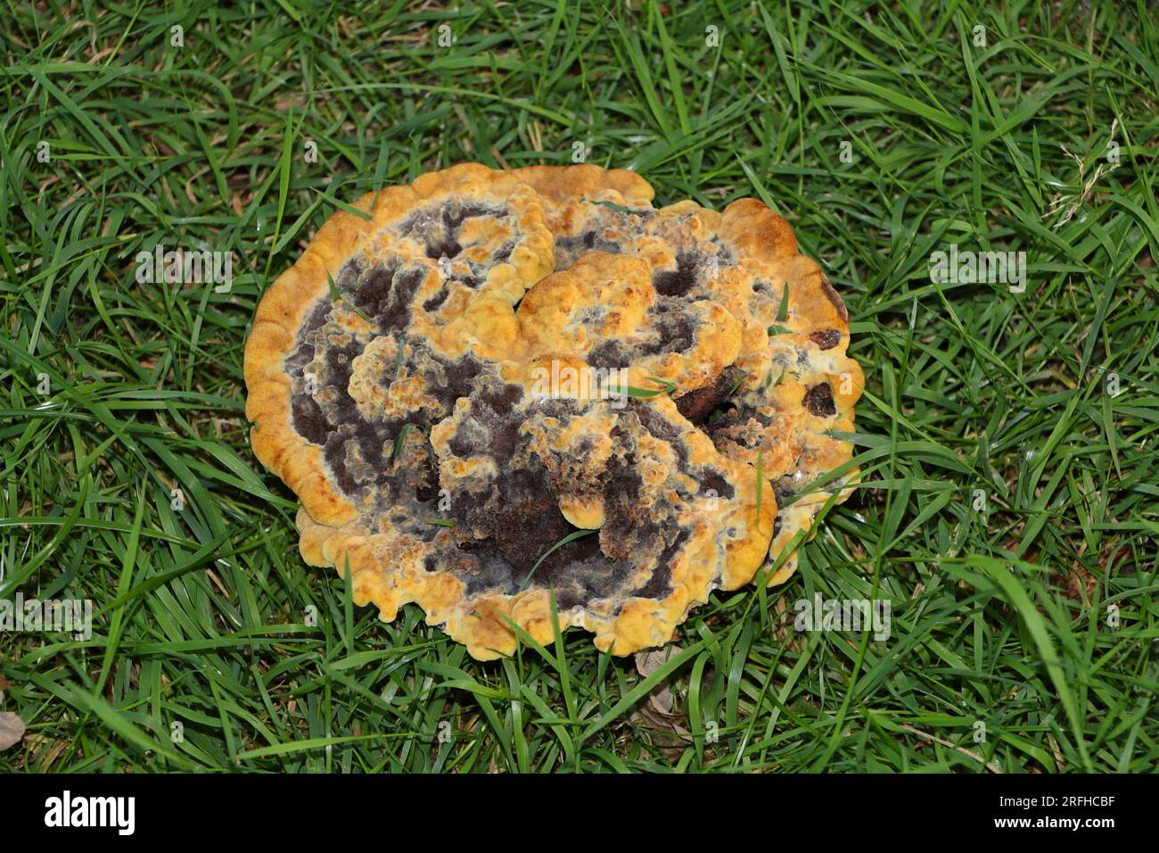 Scleroderma citrinum, comune fungo a sfera di terra Foto Stock
