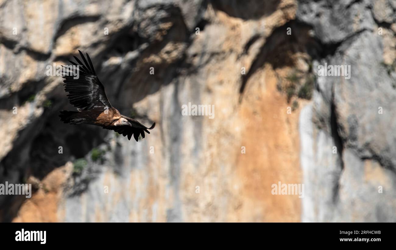 Un solo avvoltoio euroasiatico griffon (Gyps fulvus) nel Grand Canyon du Verdon con alte scogliere e grotte sullo sfondo Foto Stock