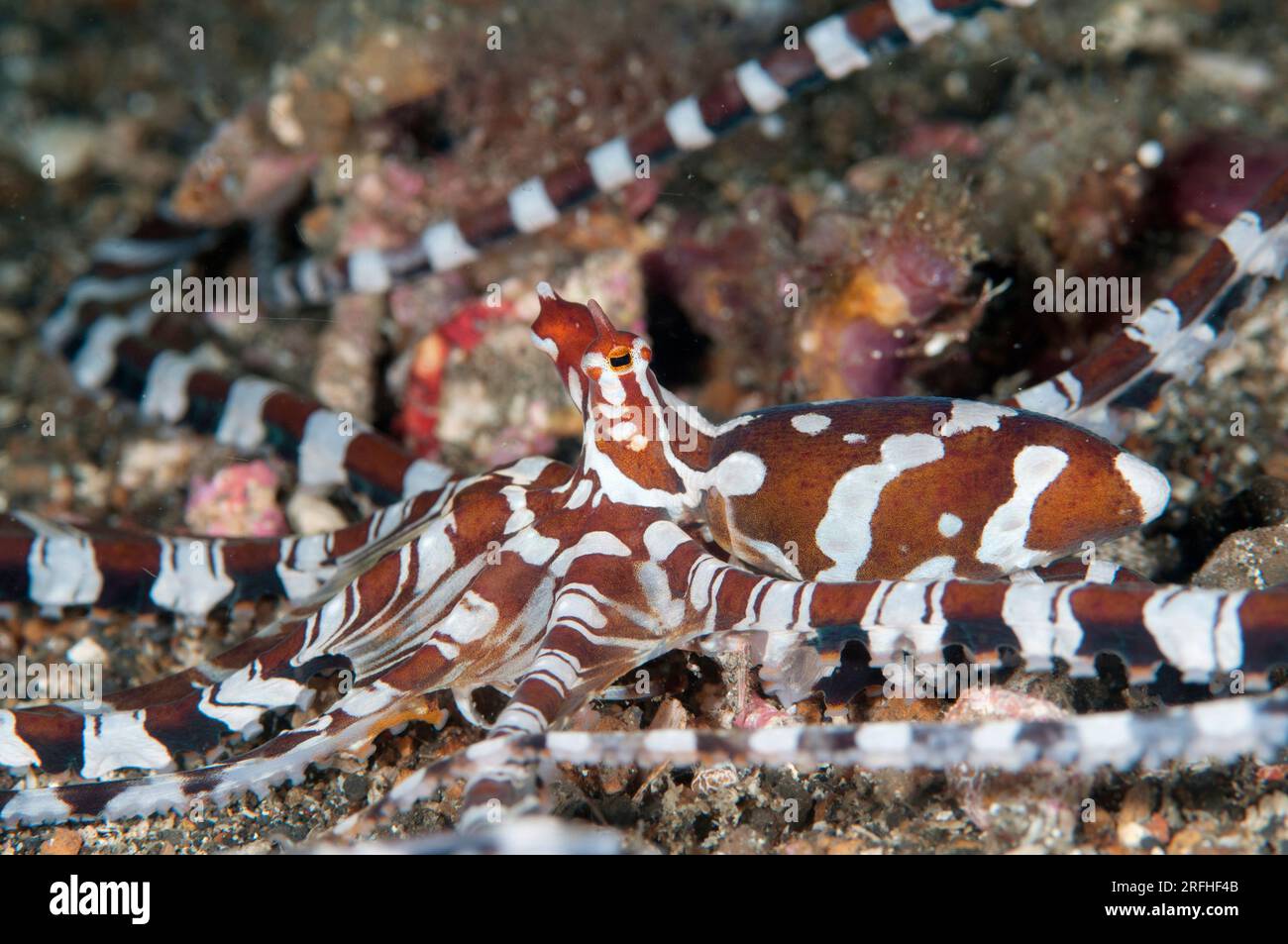 Wunderpus Octopus, Octopus photogenicus, Tanjung Kebur, stretto di Lembeh, Sulawesi, Indonesia Foto Stock