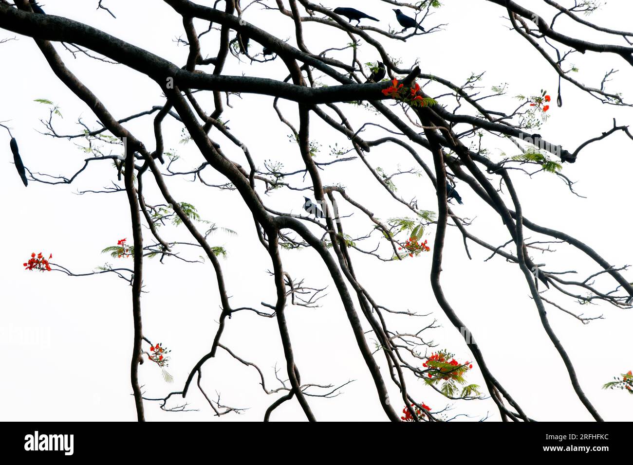 gli uccelli si trovano su rami di alberi con sfondo bianco Foto Stock
