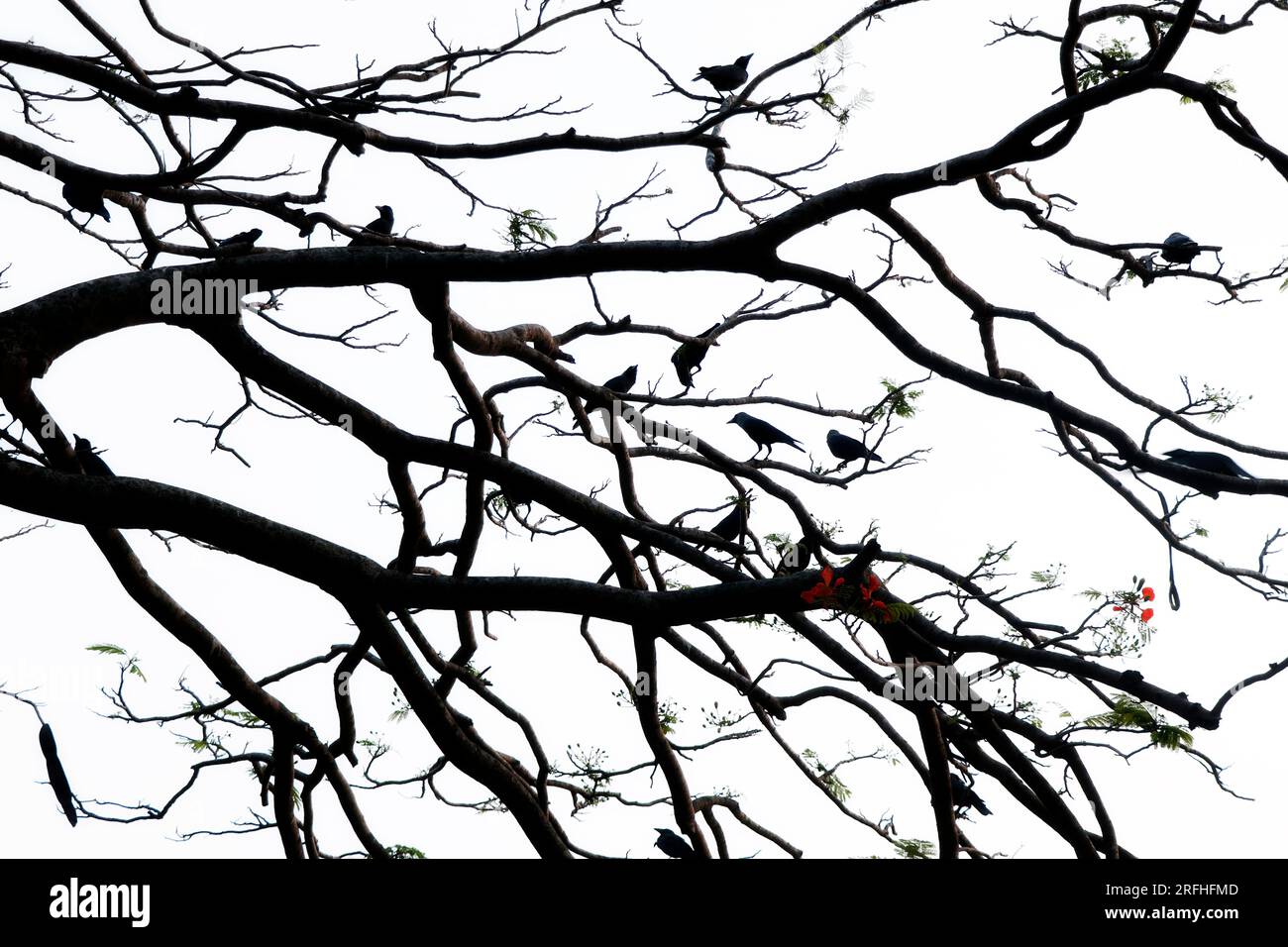 Il raduno di un gran numero di corvi per dormire insieme di notte è chiamato un "roost". I corvi di solito si muovono su alberi abbastanza robusti da contenere Foto Stock
